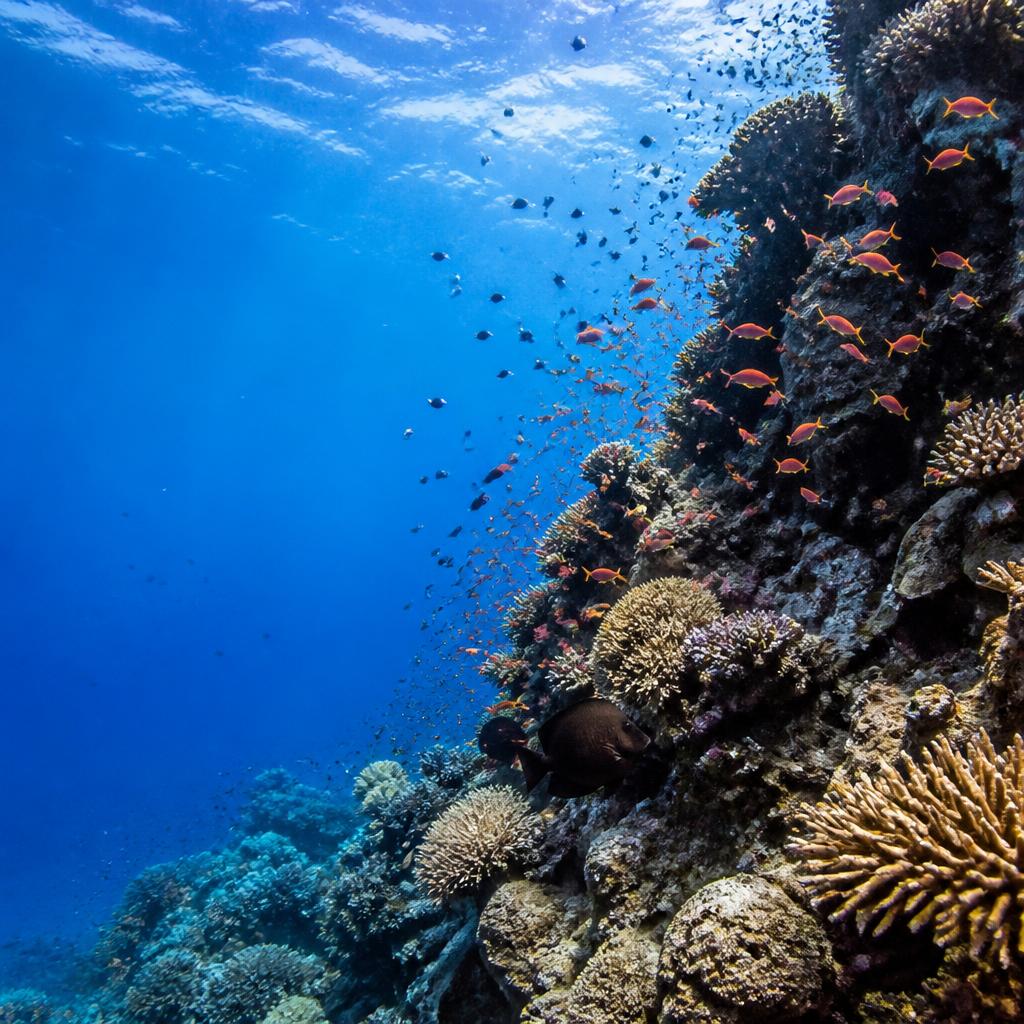 Menjangan Island tour